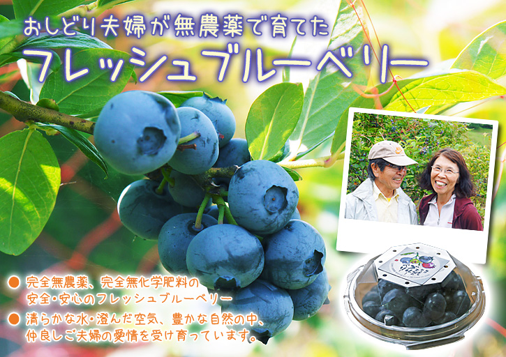 熊本産ステビアにんにく 定植1ヶ月後の成長の様子_a0254656_17511489.jpg