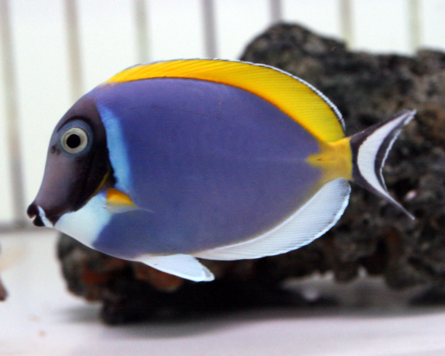 モルジブ スリランカ ビーボックスアクアリウム 海水魚 サンゴ情報 モルジブ スリランカ ビーボックスアクアリウム 海水魚 サンゴ情報
