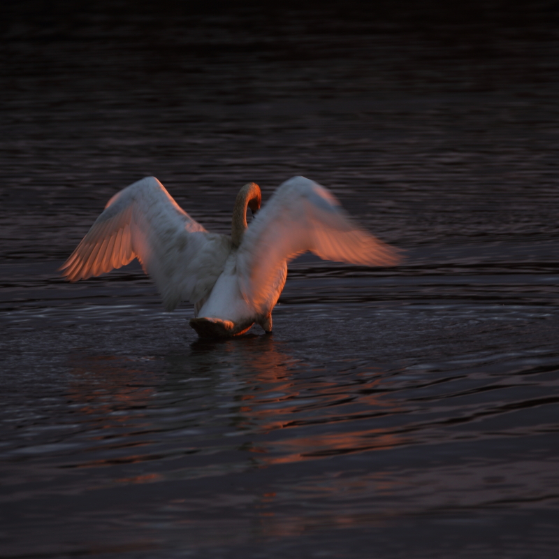 ２０１６年１２月　白鳥便り_f0215969_1920354.jpg