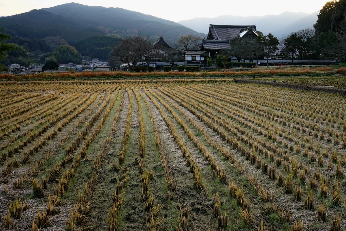 　明日香・橘寺　朝焼けの後_b0161171_15451295.jpg