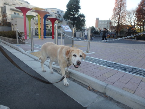 今朝、母さんは札幌へ発った_f0052277_133692.jpg