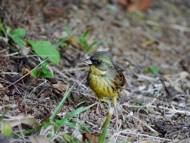 水辺のタヒバリ、イソシギ。木陰のアオジ。_d0088184_21543680.jpg