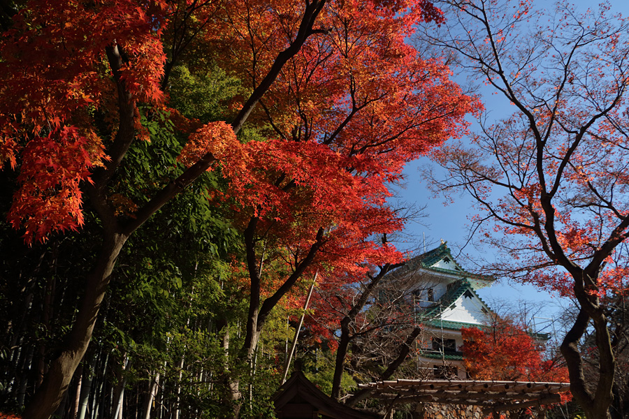 16.12.11:紅葉、最後の最後は名古屋の猫寺でお城とコラボ_c0007190_19285957.jpg