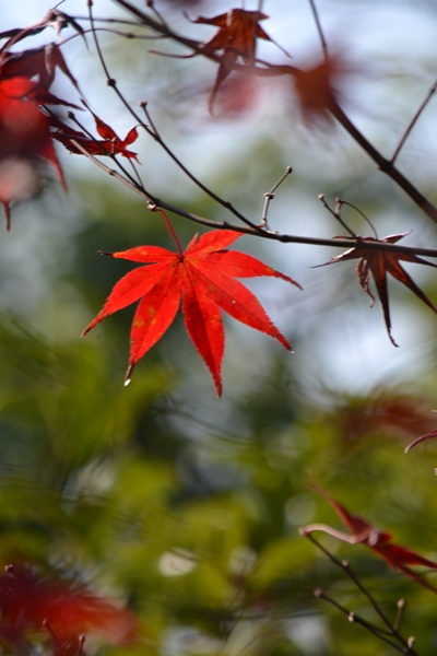 高台寺の紅葉_a0240403_10192789.jpg