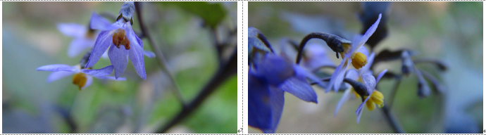 f0231709_4275611.png