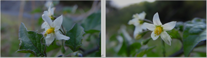 f0231709_4312432.png