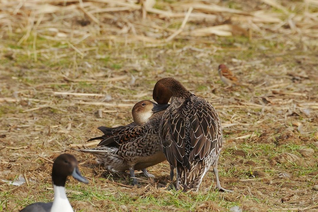 オナガガモの諍いが勃発！(;\'∀\')　エスカレートする大喧嘩♪_a0031821_1733869.jpg