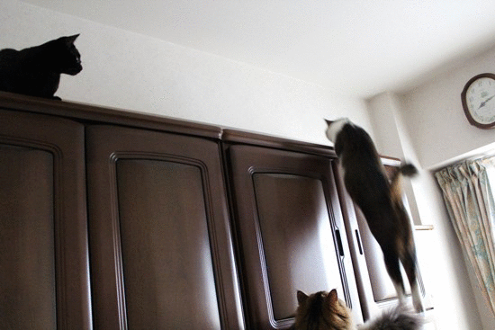 e0364523_11021150.gif