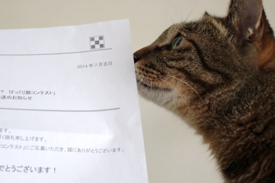 フリスキーびっくり顔 15年なごみ猫カレンダー コンテスト きょうだい猫と仲良し暮らし フリスキーびっくり顔 15年なごみ猫カレンダー コンテスト きょうだい猫と仲良し暮らし