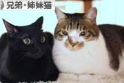 飛び猫を見つめる黒猫_e0364523_11304931.jpg