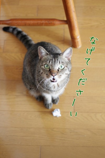 おねだりして張り切る猫_e0364523_11495021.jpg