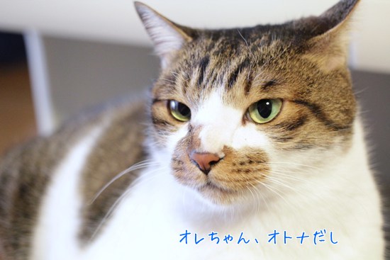 猫の足の付け根にしこり？_e0364523_11513480.jpg