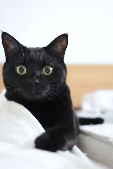 マネして得意気な猫 きょうだい猫と仲良し暮らし マネして得意気な猫 きょうだい猫と仲良し暮らし