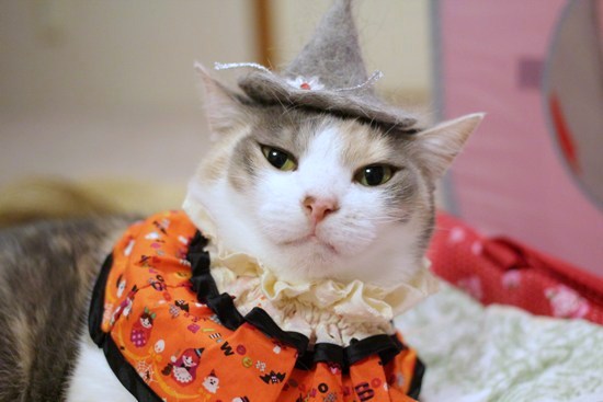 ハロウィン仕様の猫毛帽子とシュシュケープで♪_e0364523_11521333.jpg