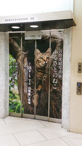 かわいくてちょっと懐かしい・・・岩合さん写真展「ふるさとのねこ」_e0364523_12051789.jpg