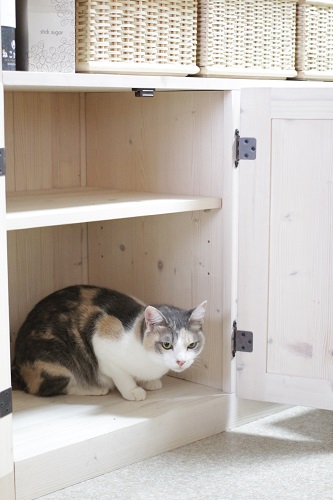 キャットフード整理のお邪魔猫対策 きょうだい猫と仲良し暮らし キャットフード整理のお邪魔猫対策 きょうだい猫と仲良し暮らし