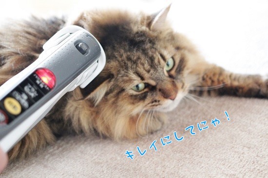 掃除機を順番待ちする猫たち_e0364523_12101955.jpg