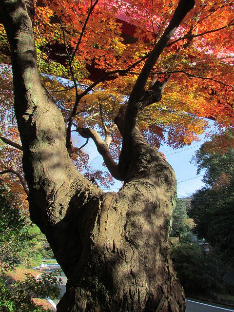 紅葉の大曾根公園（その1）_e0321325_8361765.jpg