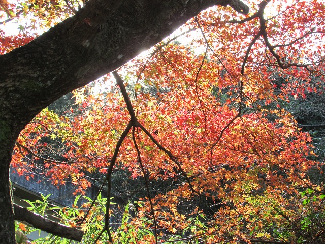 紅葉の大曾根公園（その1）_e0321325_8372519.jpg