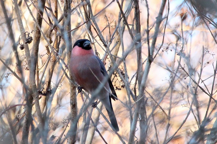 箱根の鳥さん・２_f0327034_21445683.jpg