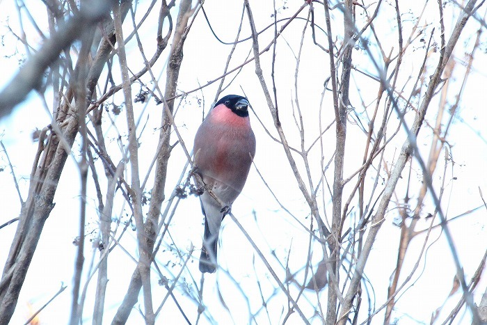 箱根の鳥さん・２_f0327034_21450069.jpg