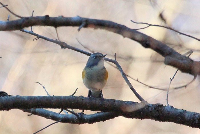 箱根の鳥さん・２_f0327034_21453194.jpg