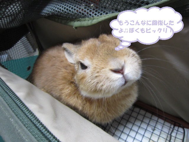 【意識朦朧していたウサギさん走り回るまで回復】_b0059154_16564885.jpg