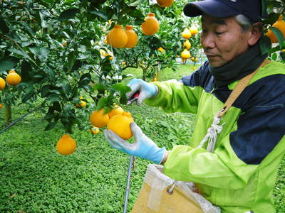 株式会社旬援隊の冬の様子と“本物”と呼べる食材を販売するこだわり!_a0254656_1835754.jpg