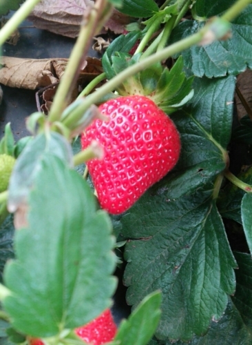 c0351060_12034311.jpg