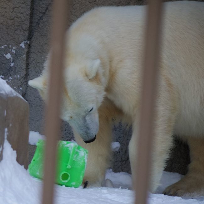 12月17日の円山動物園のホッキョクグマとエゾヒグマ_b0014576_05363803.jpg