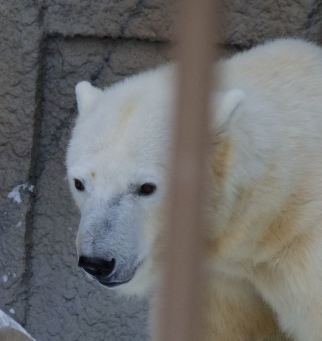 12月17日の円山動物園のホッキョクグマとエゾヒグマ_b0014576_05364315.jpg