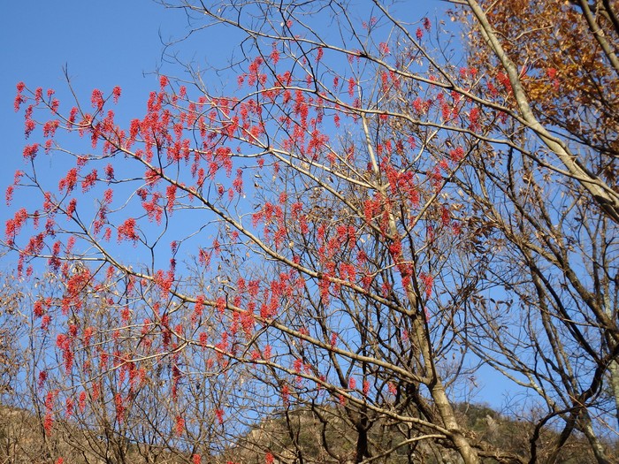 『飯桐の実と白木蓮の春待芽　(岩戸森林公園にて)』_d0054276_20323221.jpg