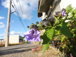 e0046477_765188.jpg