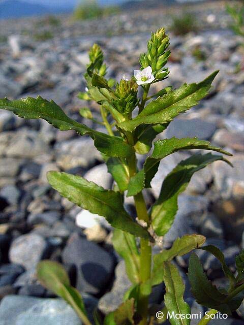 カワヂシャ 川萵苣 草花と自然blog