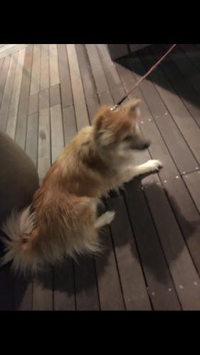 c0311400_18360336.png