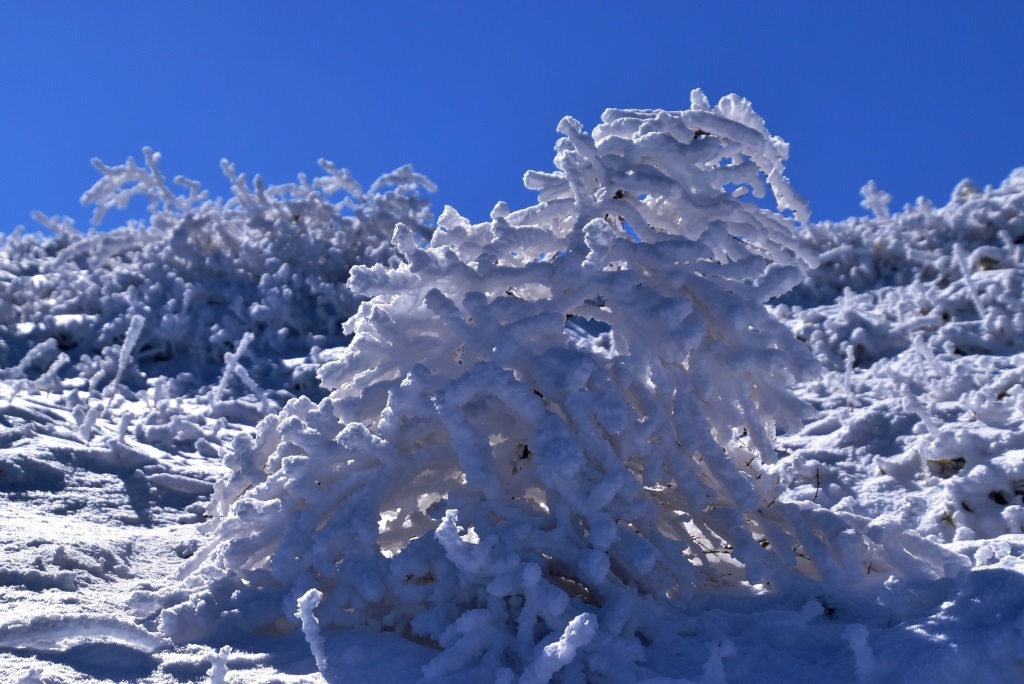 2016/12/18 湯ノ丸山～烏帽子岳　モフモフ雪と戯れながら_a0340812_08333932.jpg