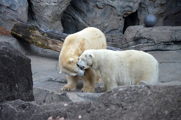 アメリカ・シンシナティ動物園のアナーナとリトルワンの初同居が行われる ～ 繁殖に意欲的姿勢を見せる同園_a0151913_12281086.jpg