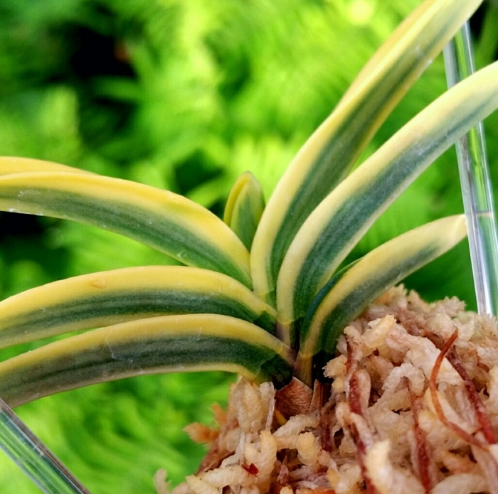 富貴蘭　忠武冠 富貴蘭 忠武冠