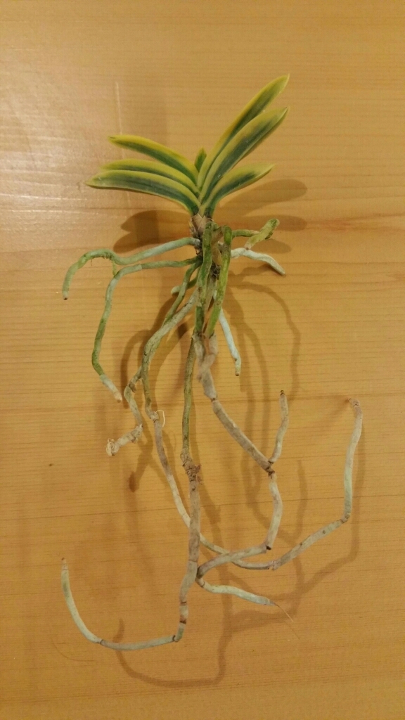 富貴蘭　忠武冠 富貴蘭 忠武冠