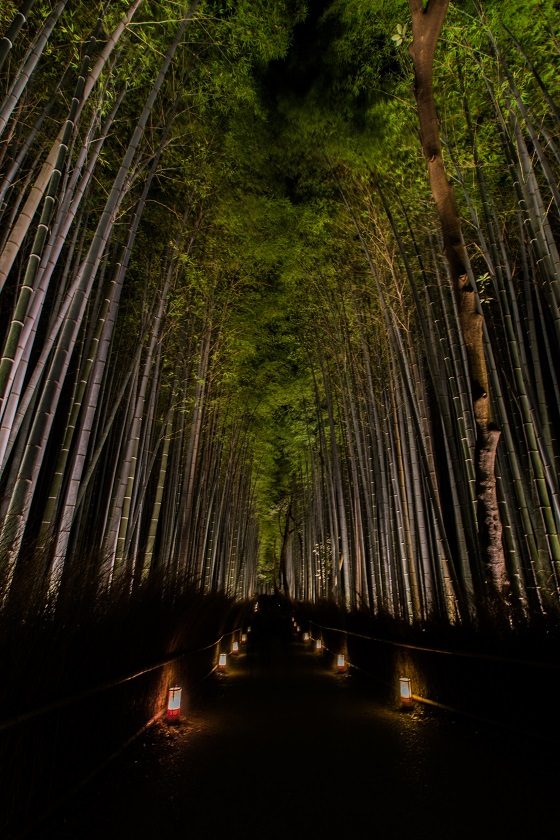 京都嵐山花灯路～竹林の道_e0363038_14172241.jpg