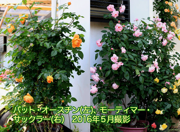 a0056140_15381656.gif