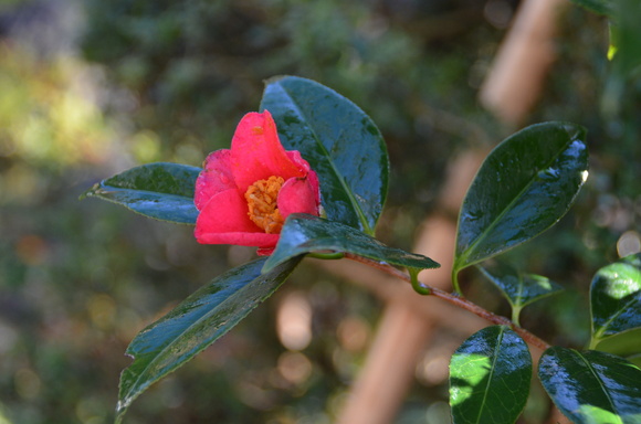 c0202242_965878.jpg