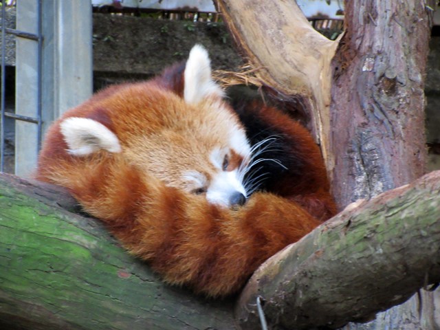 熱川バナナワニ園 ニシレッサーパンダとワニ お散歩アルバム 新しい生活様式