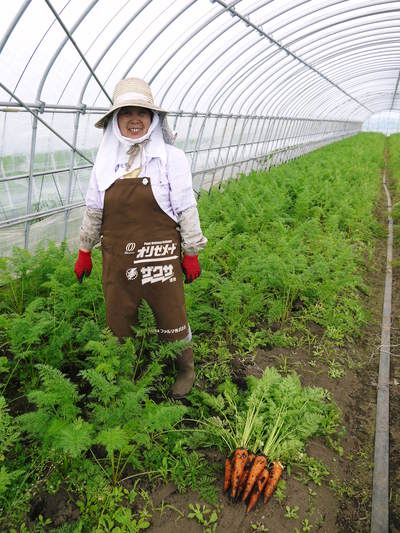 長尾ブランドの新鮮野菜!朝採りニンジン、切り干し大根販売スタート!_a0254656_18533751.jpg