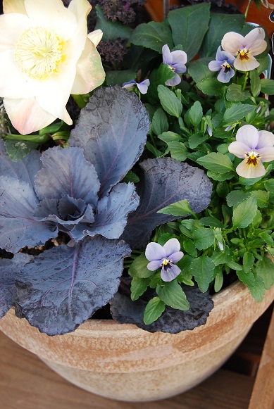 寄せ植えも色々作っていますよ!_a0201358_1823152.jpg