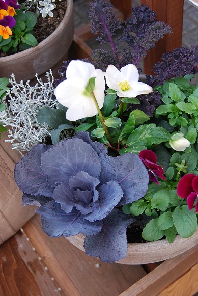 寄せ植えも色々作っていますよ!_a0201358_18235483.jpg