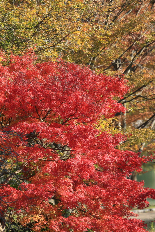 今年に撮影した紅葉　②_c0272958_2353113.jpg