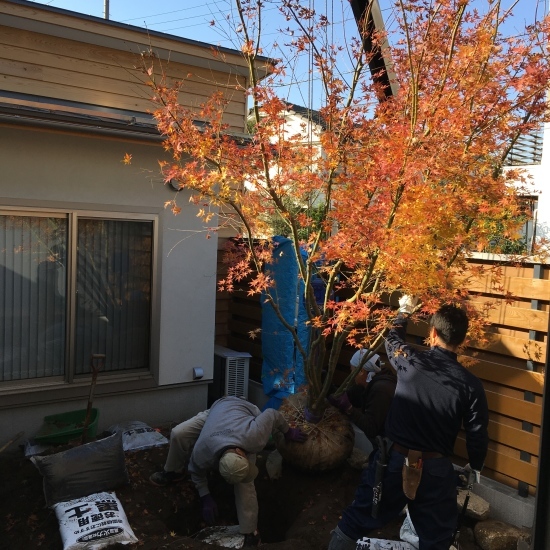 【東埼玉の家】中庭にイロハモミジが入りました_e0132960_11314224.jpg