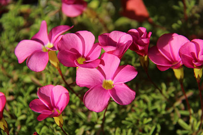 c0152779_11767.jpg