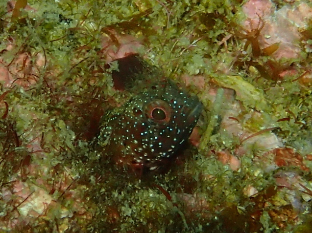 e0115199_19325563.jpg